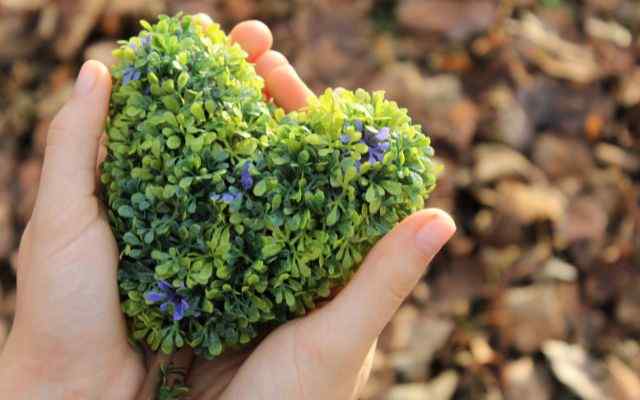 Environnement coeur de Loire